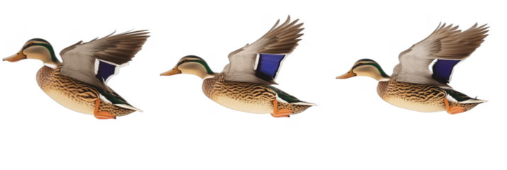 Flying mallard ducks in mid-air showcasing dynamic wing movement and vibrant plumage, isolated on transparent background