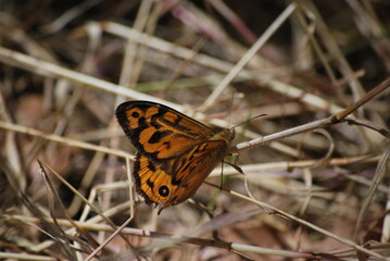 Close up of an Australian Common Brown, Heteronympha merope, Butterfly 