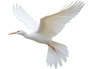 Obraz premium Elegant white bird soaring gracefully with outstretched wings against a clean background, isolated on transparent background