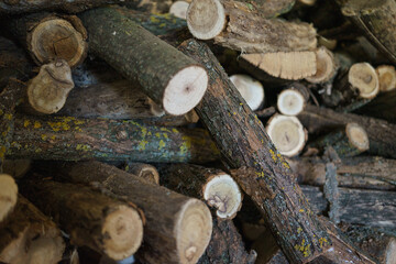 stack of firewood