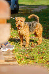 Adorable curly brown welsh terrier dog on leash during autumn walk with owner in park creating perfect pet exercise and bonding moment