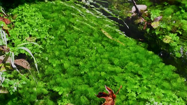 Lush green forest floor covered in vibrant ferns and moss in bright daylight.