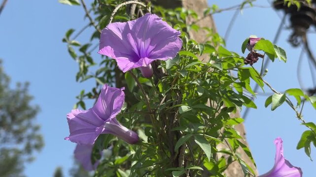closeup of Ipomoea sagittata is commonly called saltmarsh morning glory. It's a species of flowering plant in the morning glory family
