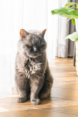 Fluffy grey British cat sitting on wooden floor near potted plant with white curtains and sunlight