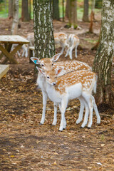 Two adorable spotted fawn deer standing close together in peaceful forest setting with wooden benches and trees