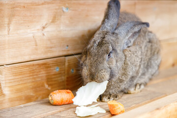 Adorable grey rabbit eating fresh vegetables including carrots and cabbage in cozy wooden hutch