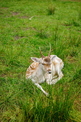 Young spotted deer with small antlers resting on green grass in peaceful natural setting
