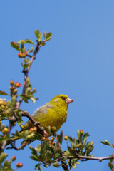Greenfinch perched on branch, on a clear blue sky, Stakeford, Northumberland, July 2025