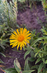 Closeup of single bright yellow wild daisy flower blooming on a summer meadow in natural sunlight