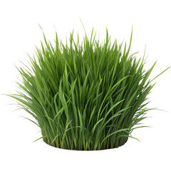 Obraz premium Png green grass, background grass png, grass png hd, transparent grass png.