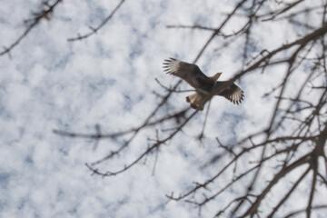 Bird of prey flying