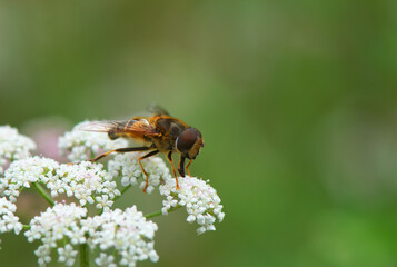 Eristalis tenax, the common drone fly © Urszula Piechota 