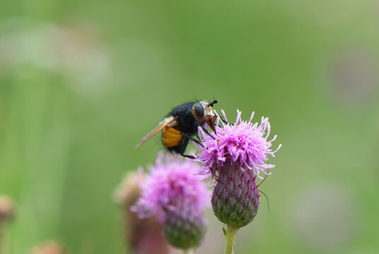Tachina fera - a species of fly