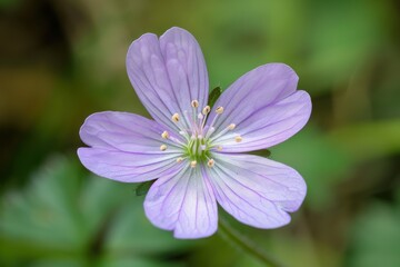 Fototapeta premium Delicate purple wildflower blooming beautifully under soft sunlight in a lush green environment