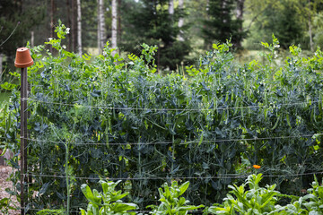 Green Pea Plants Growing on Net Support in Organic Garden