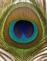 Obraz premium Extreme Macro of Vibrant Peacock Feather Eye. Iridescent Blue, Green & Gold Plumage Detail. Exotic Bird Texture for Nature, Luxury & Graphic Design Backgrounds