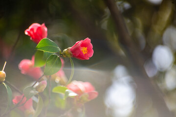 赤い椿