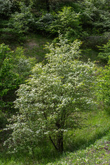 Blooming Crataegus monogyna in a lush green landscape during spring showcasing delicate white...