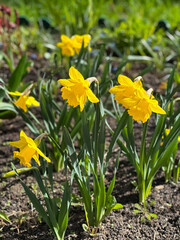 Obraz premium Bunch of yellow flowers are in a garden