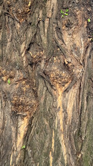 Tree trunk with a brown and green pattern