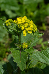 Bright yellow wild mustard blooms in a lush green field during sunny spring afternoon