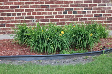 simple flower garden, red wood chips, bright green bushes with yellow blossoms against brick wall