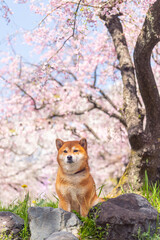 柴犬と桜