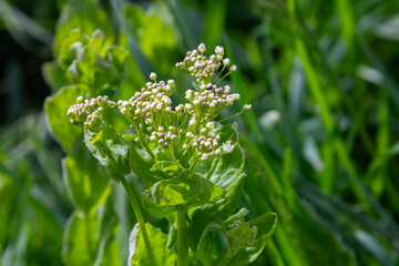 Dense clusters of Lepidium draba also known as Hoary Cress showcase its white flowers amidst...