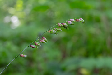 Nodding Melick showcases graceful spikelets swaying in a serene forest setting during late spring...