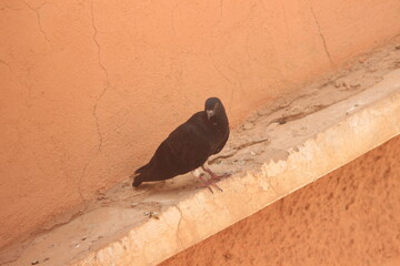 Black dove close up