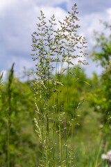 Poa pratensis growing in a lush meadow under a blue sky with fluffy clouds during a sunny day in spring