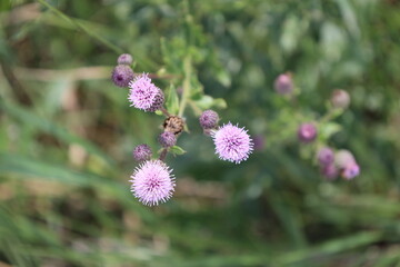 tiny purple blossoms and buds of thistles (close-up, macro)