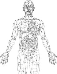 Create a Human body in low-poly style on a white background. The drawing consists of thin lines and dots. Polygonal image on topics of science or medicine. Low poly EPS Vector art .