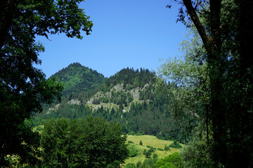 Verdant mountain landscape framed by tall trees under a vivid blue sky. A mix of coniferous and deciduous forests covers the rolling hills, creating a rich and diverse natural scenery.

