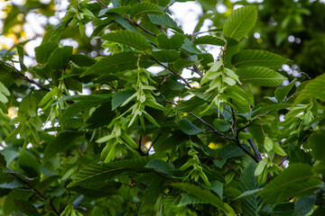 European hornbeam Carpinus betulus displaying distinctive toothed leaves and ridged bark during...