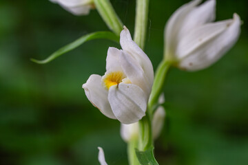 Obraz premium Cephalanthera damasonium features delicate white flowers in lush forest setting during spring bloom
