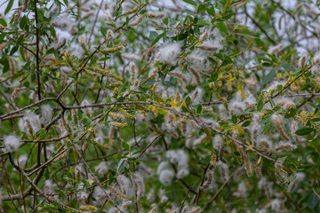 Fluffy catkins of Salix alba blooming near the water during springtime adding beauty to the natural landscape