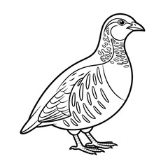 Fototapeta premium Partridge line drawing coloring page design