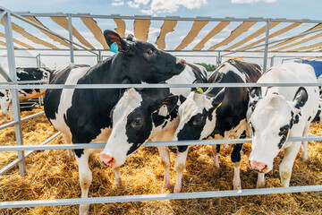 Close-up portrait of a young Holstein cow