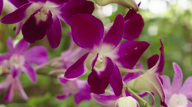Beautiful orchids in the garden