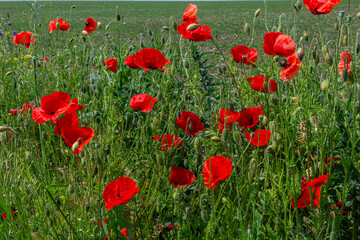 Colorful blooms of Papaver rhoeas thrive in a sunlit field showcasing the vibrancy of corn poppies...