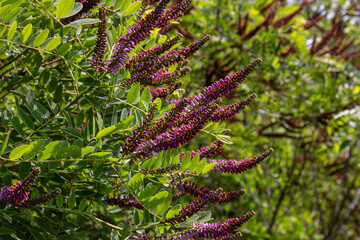 Vibrant purple spike-like flowers of Amorpha fruticosa blooming in a garden setting during late...
