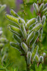 Large-leaved lupine plant showcasing vibrant green seed pods in a lush environment during the summer growing season in a natural landscape