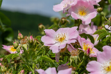 Blooming rosa canina under a clear sky showcases delicate pink flowers and vibrant green foliage in a natural setting
