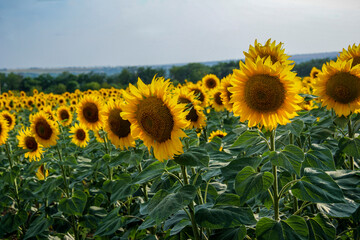 many yellow sunflowers, bright flowers, large petals, summer field, distant view, sky background, trees, forest, space, countryside, agriculture, horizon,