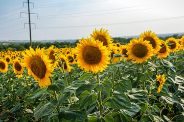 many yellow sunflowers, bright flowers, large petals, summer field, distant view, sky background,...