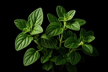 Aromatic fresh green oregano herb sprig with vibrant leaves on black background