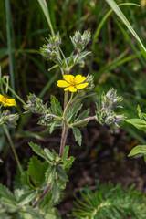 Hoary cinquefoil blooms in a lush green habitat showcasing vibrant yellow flowers and silvery...
