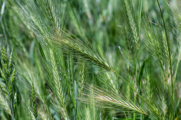 Wall barley also known as Hordeum murinum showcases spiky ears with long awns in a lush green field...