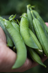 Fresh green peas in hand close-up